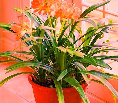 indoor-flowering-plants