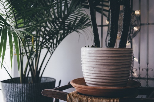 indoor air purifying plants