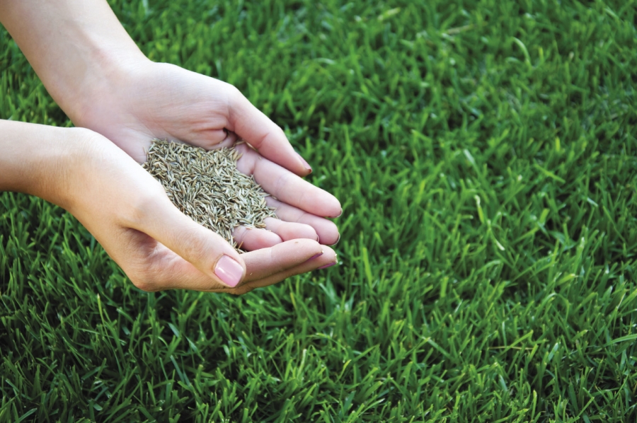 Overseeding helps in ensuring healthy growth of lawns