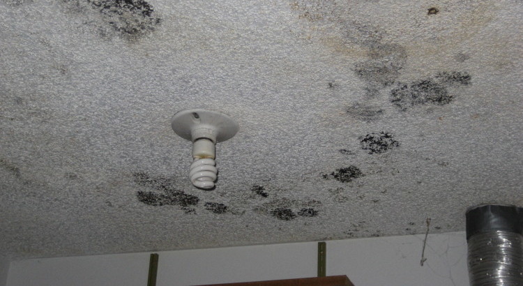 how to prevent mold and mildew